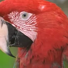 WebP crop of two macaws, Kodak image 23, decoded from a 24.8 KB file