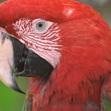 Original crop of two macaws, Kodak image 23, lossless source